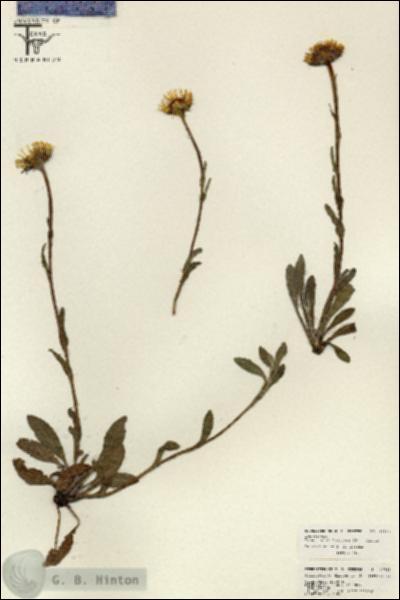 URN_catalog_HBHinton_herbarium_26588.jpg.jpg