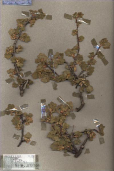 URN_catalog_HBHinton_herbarium_17044.jpg.jpg