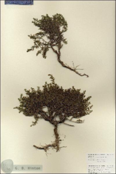 URN_catalog_HBHinton_herbarium_27099.jpg.jpg