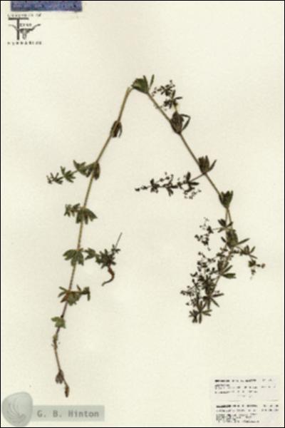 URN_catalog_HBHinton_herbarium_26598.jpg.jpg