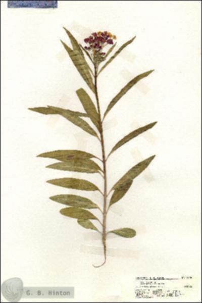 URN_catalog_HBHinton_herbarium_19936.jpg.jpg
