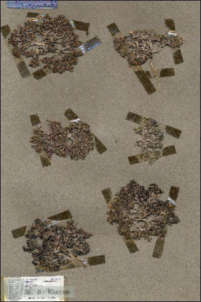 URN_catalog_HBHinton_herbarium_19526.jpg.jpg