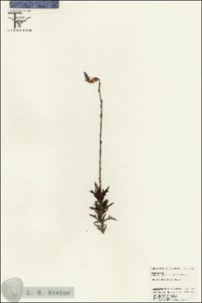 URN_catalog_HBHinton_herbarium_25501.jpg.jpg