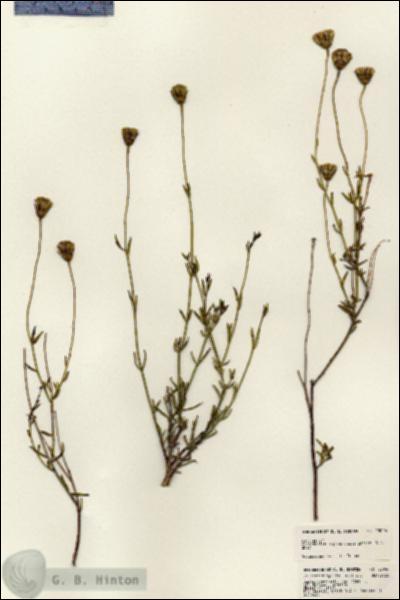 URN_catalog_HBHinton_herbarium_23046.jpg.jpg