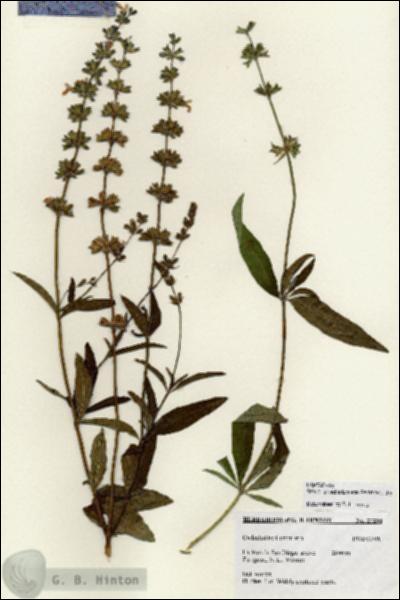 URN_catalog_HBHinton_herbarium_27233.jpg.jpg