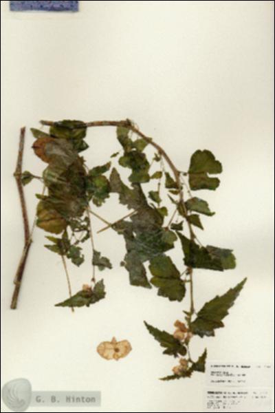 URN_catalog_HBHinton_herbarium_24704.jpg.jpg