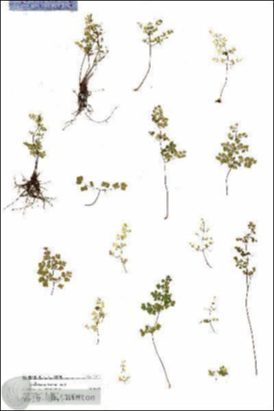 URN_catalog_HBHinton_herbarium_21025.jpg.jpg