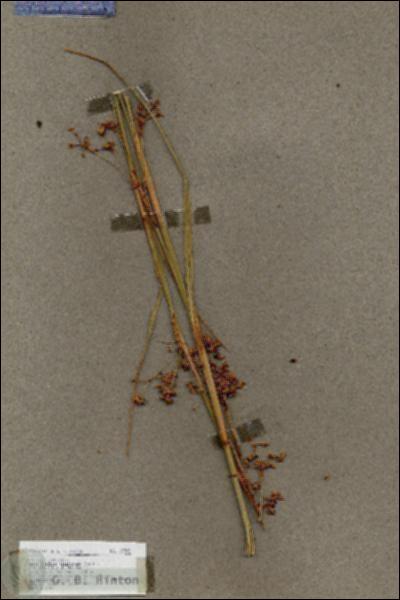 URN_catalog_HBHinton_herbarium_17903.jpg.jpg