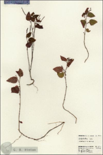 URN_catalog_HBHinton_herbarium_23412.jpg.jpg