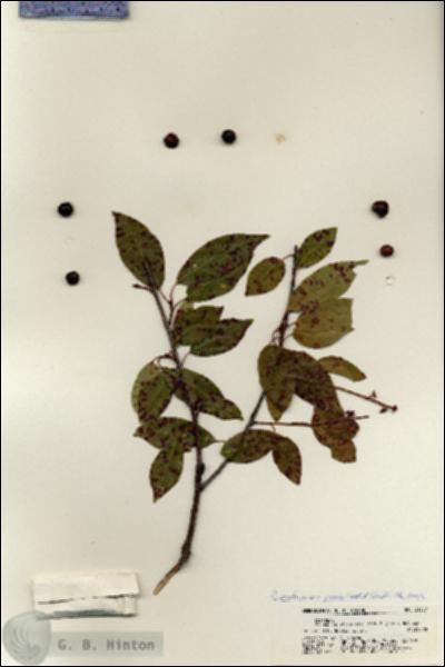 URN_catalog_HBHinton_herbarium_21357.jpg.jpg