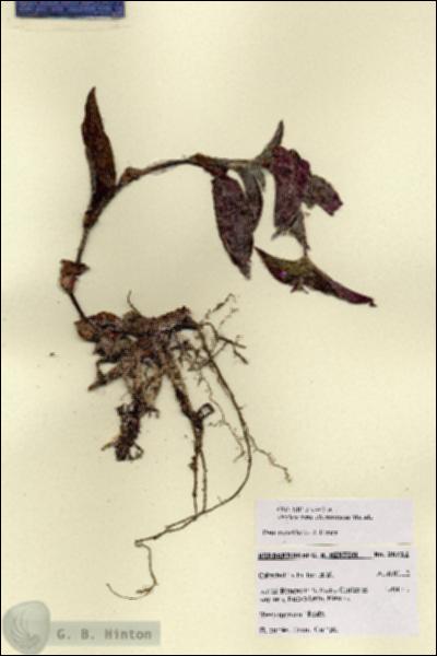 URN_catalog_HBHinton_herbarium_28712.jpg.jpg