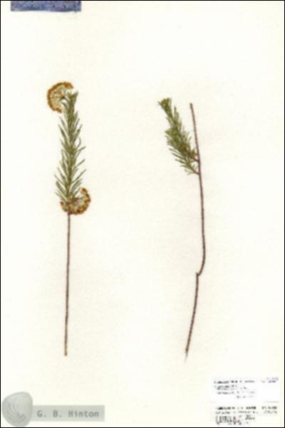 URN_catalog_HBHinton_herbarium_20928.jpg.jpg