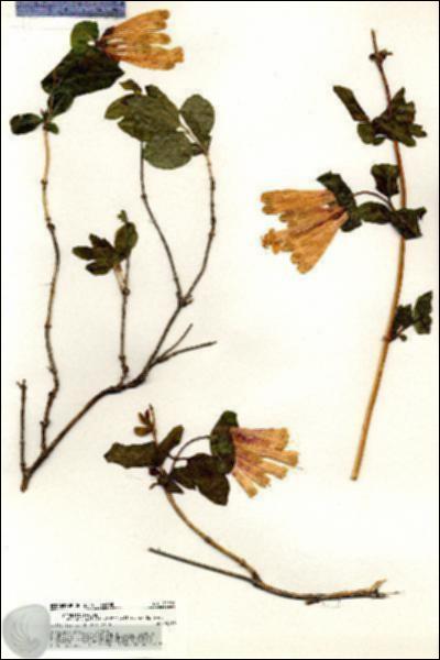 URN_catalog_HBHinton_herbarium_20270.jpg.jpg