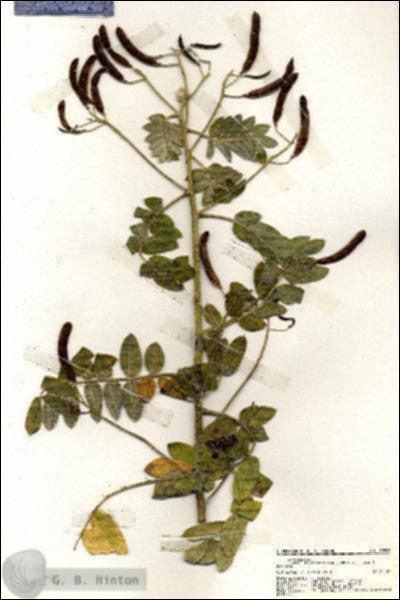 URN_catalog_HBHinton_herbarium_19893.jpg.jpg