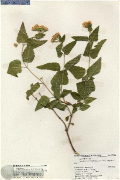 URN_catalog_HBHinton_herbarium_19906.jpg.jpg