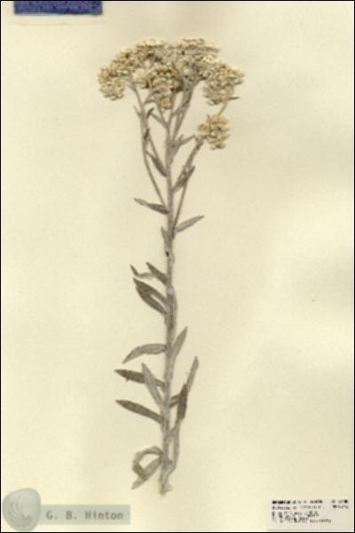 URN_catalog_HBHinton_herbarium_22488.jpg.jpg
