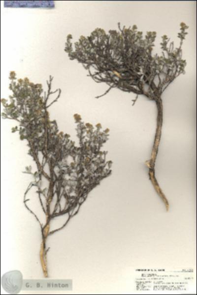 URN_catalog_HBHinton_herbarium_21083.jpg.jpg