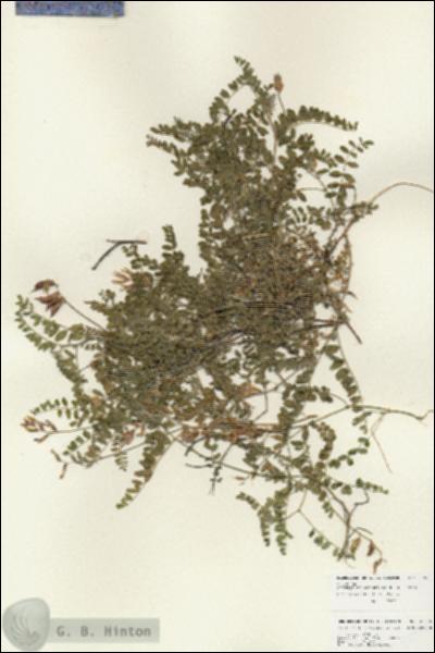URN_catalog_HBHinton_herbarium_25976.jpg.jpg