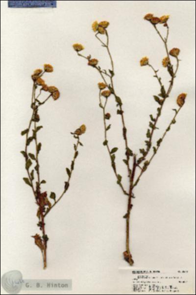 URN_catalog_HBHinton_herbarium_20640.jpg.jpg