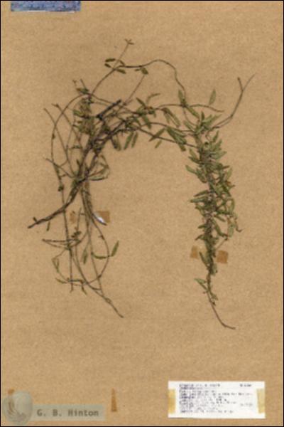 URN_catalog_HBHinton_herbarium_17660.jpg.jpg