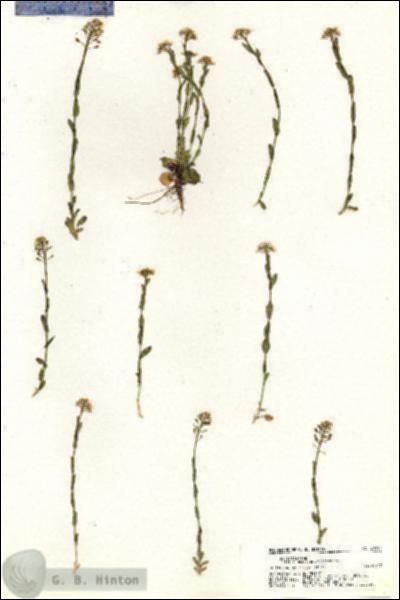 URN_catalog_HBHinton_herbarium_20991.jpg.jpg