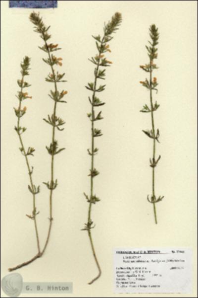 URN_catalog_HBHinton_herbarium_27588.jpg.jpg