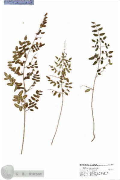 URN_catalog_HBHinton_herbarium_20972.jpg.jpg
