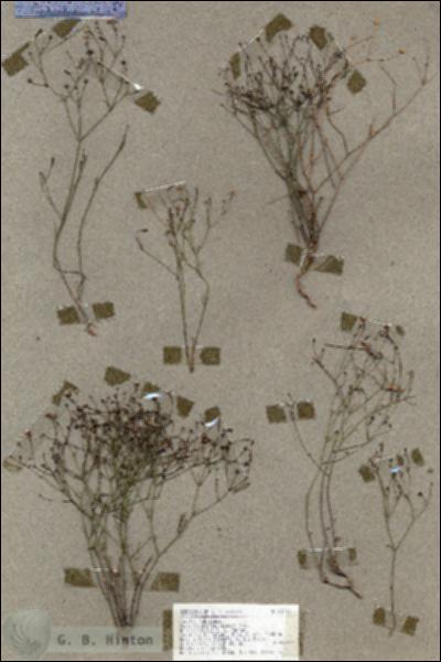 URN_catalog_HBHinton_herbarium_18743.jpg.jpg