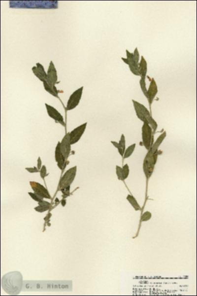 URN_catalog_HBHinton_herbarium_22056.jpg.jpg