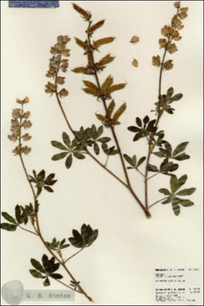 URN_catalog_HBHinton_herbarium_24090.jpg.jpg