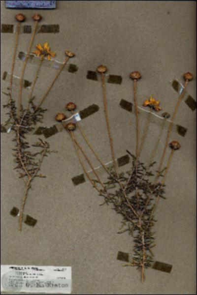 URN_catalog_HBHinton_herbarium_19847.jpg.jpg