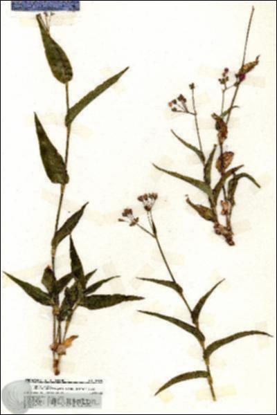 URN_catalog_HBHinton_herbarium_19758.jpg.jpg
