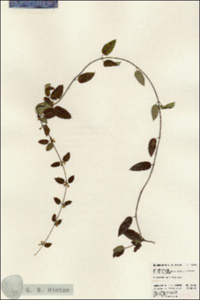 URN_catalog_HBHinton_herbarium_24186.jpg.jpg