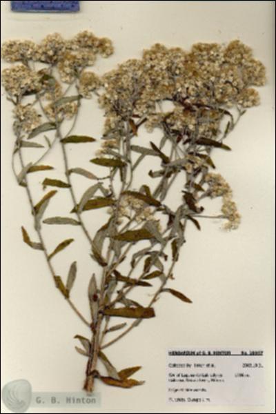 URN_catalog_HBHinton_herbarium_28057.jpg.jpg