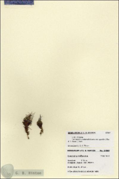 URN_catalog_HBHinton_herbarium_27869.jpg.jpg