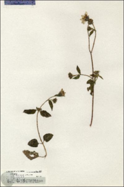 URN_catalog_HBHinton_herbarium_20881.jpg.jpg