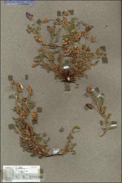 URN_catalog_HBHinton_herbarium_18521.jpg.jpg