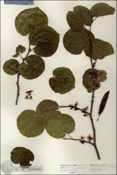 URN_catalog_HBHinton_herbarium_25951.jpg.jpg