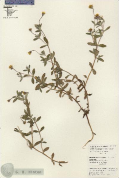 URN_catalog_HBHinton_herbarium_26470.jpg.jpg