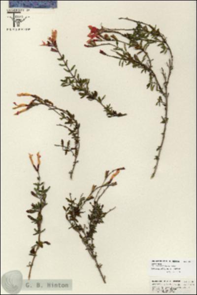 URN_catalog_HBHinton_herbarium_25805.jpg.jpg