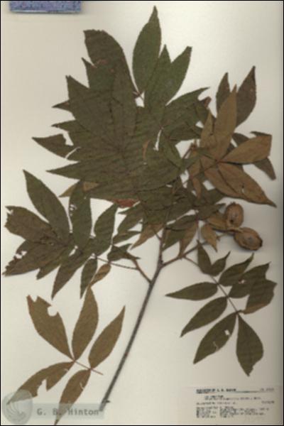 URN_catalog_HBHinton_herbarium_21374.jpg.jpg