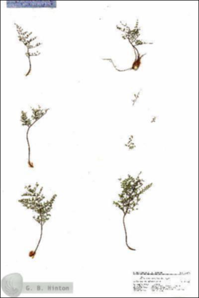 URN_catalog_HBHinton_herbarium_20970.jpg.jpg