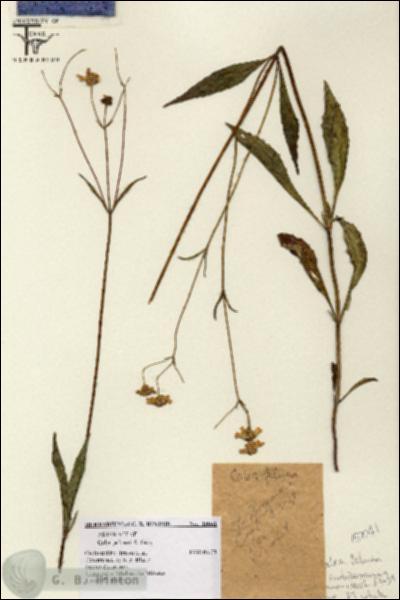URN_catalog_HBHinton_herbarium_15041.jpg.jpg