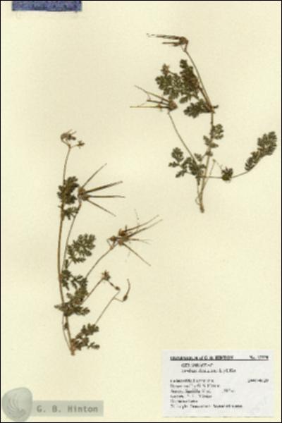 URN_catalog_HBHinton_herbarium_27578.jpg.jpg