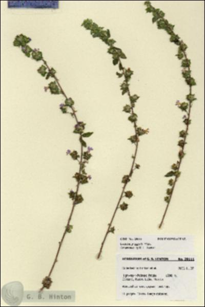 URN_catalog_HBHinton_herbarium_28111.jpg.jpg