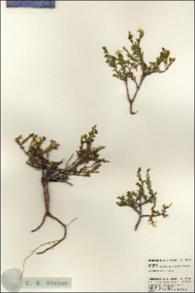 URN_catalog_HBHinton_herbarium_23042.jpg.jpg