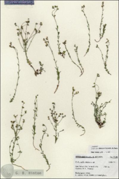 URN_catalog_HBHinton_herbarium_27190.jpg.jpg
