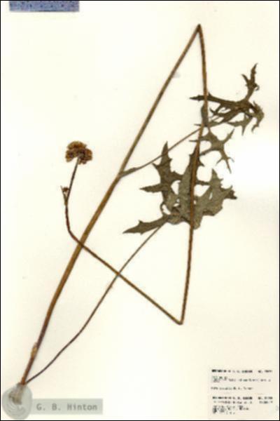 URN_catalog_HBHinton_herbarium_22935.jpg.jpg