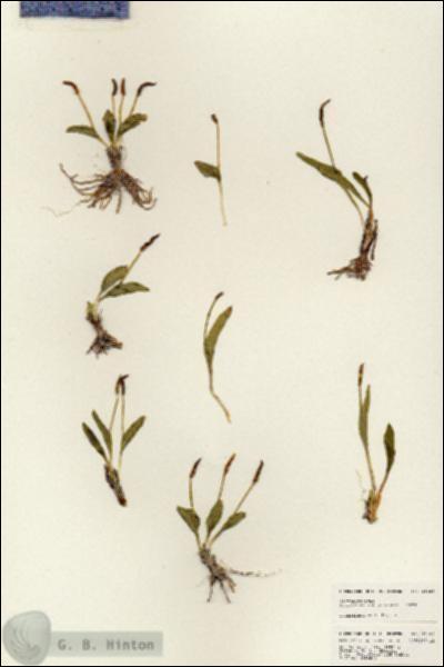 URN_catalog_HBHinton_herbarium_25489.jpg.jpg