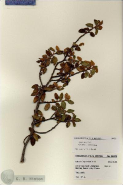 URN_catalog_HBHinton_herbarium_28073.jpg.jpg